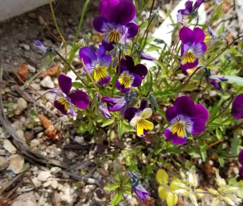 Sandpoint Idaho Flowers