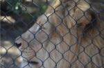 Lion San Diego Zoo