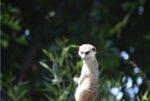 Meerkat Lion San Diego Zoo