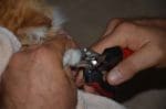 Epica Pet Nail Clippers