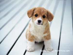 Cute puppy