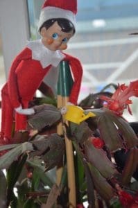 Elf on the Shelf