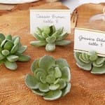 Party favors succulents