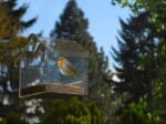 Yellow Beaks Window Bird Feeder