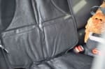 Cruisy Kids Car Seat Protector