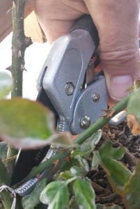 EZY Pruners Ratchet Pruning Shears