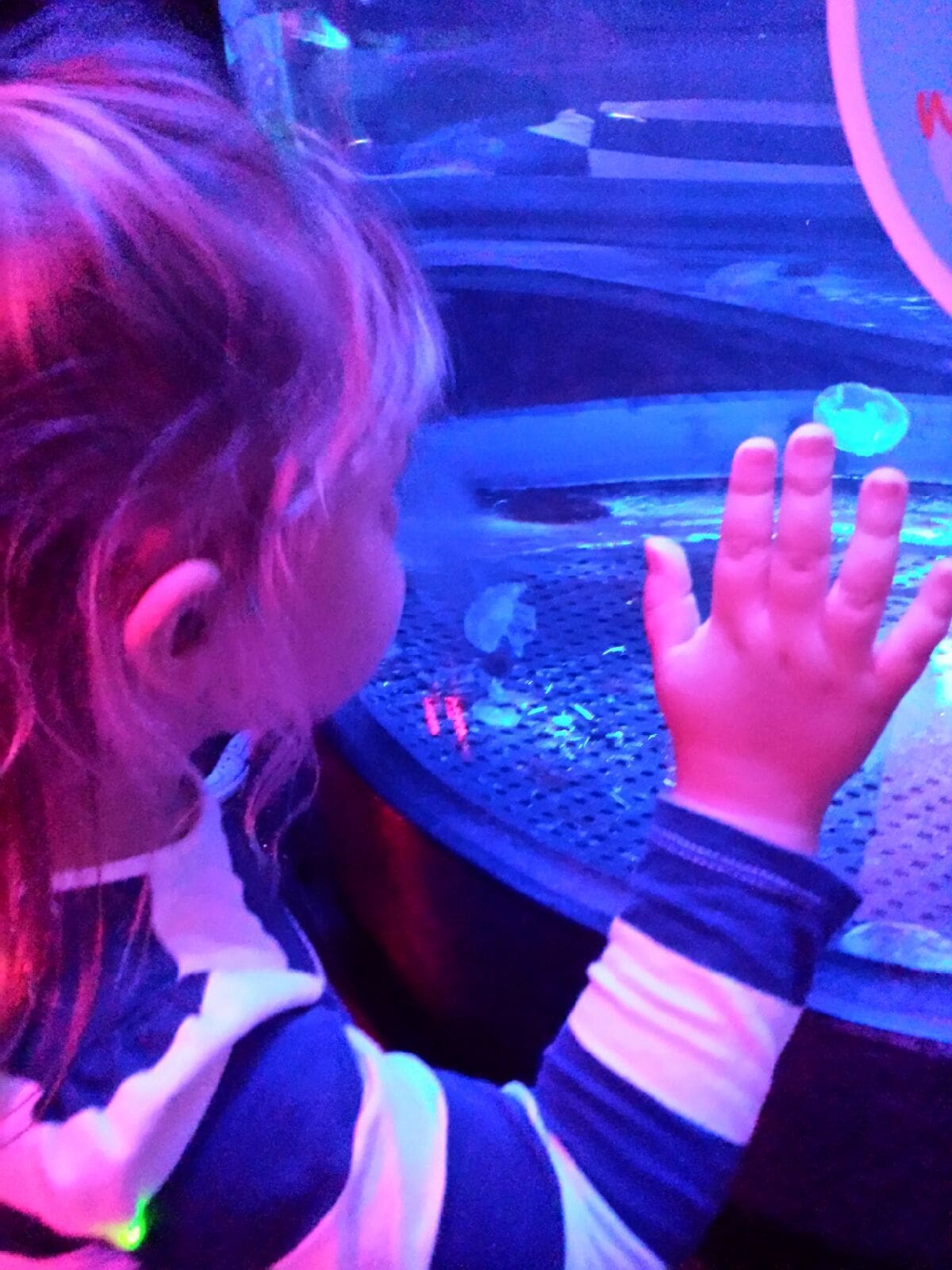 Little girl looking in an aquarium