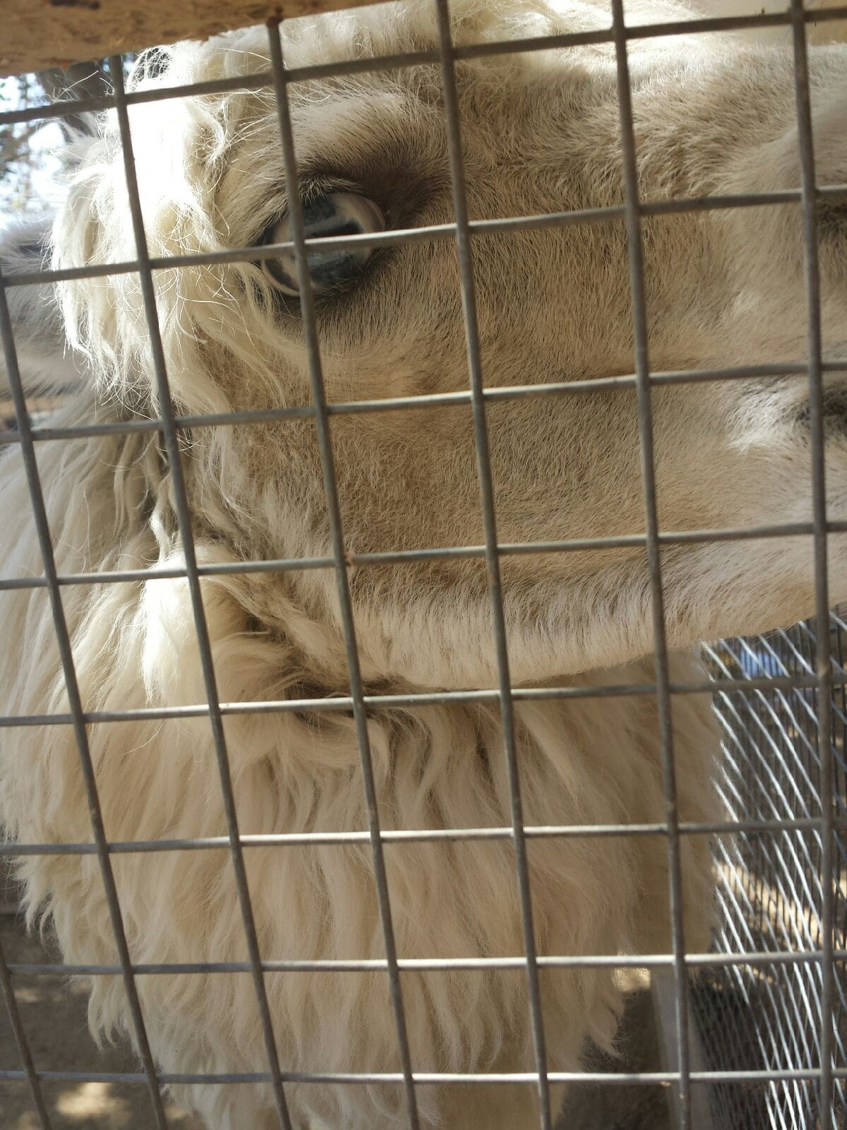 llama