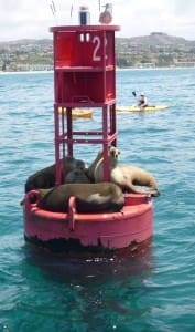 Seals on buoy