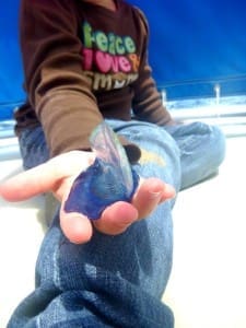Little girl holding sea life