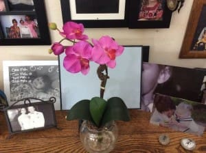 Blooming Phalaenopsis Orchid