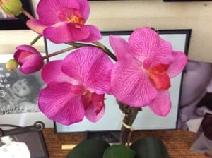 Blooming Phalaenopsis Orchid