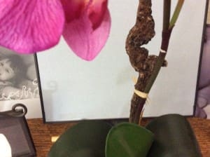 Blooming Phalaenopsis Orchid