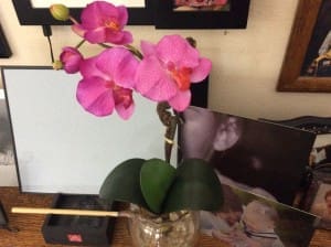 Blooming Phalaenopsis Orchid