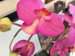 Blooming Phalaenopsis Orchid