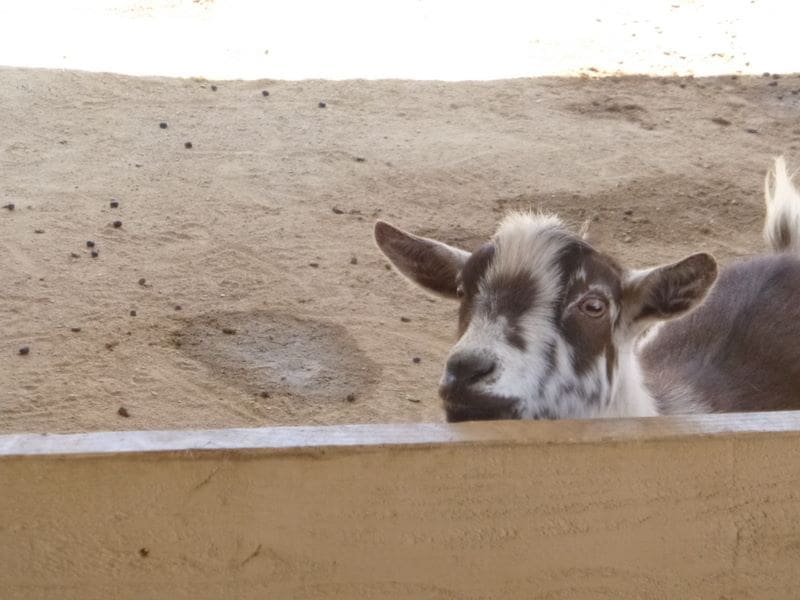 Goat