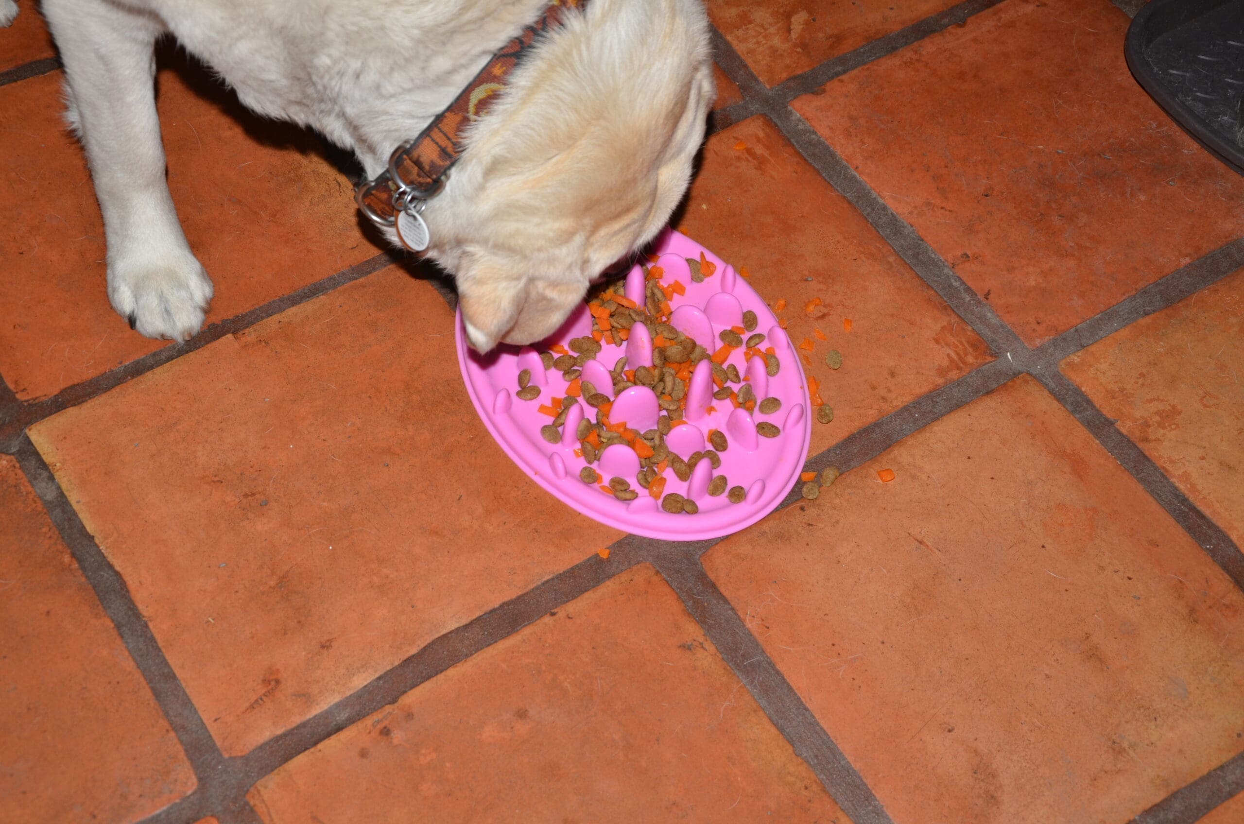 Slow dog feeder