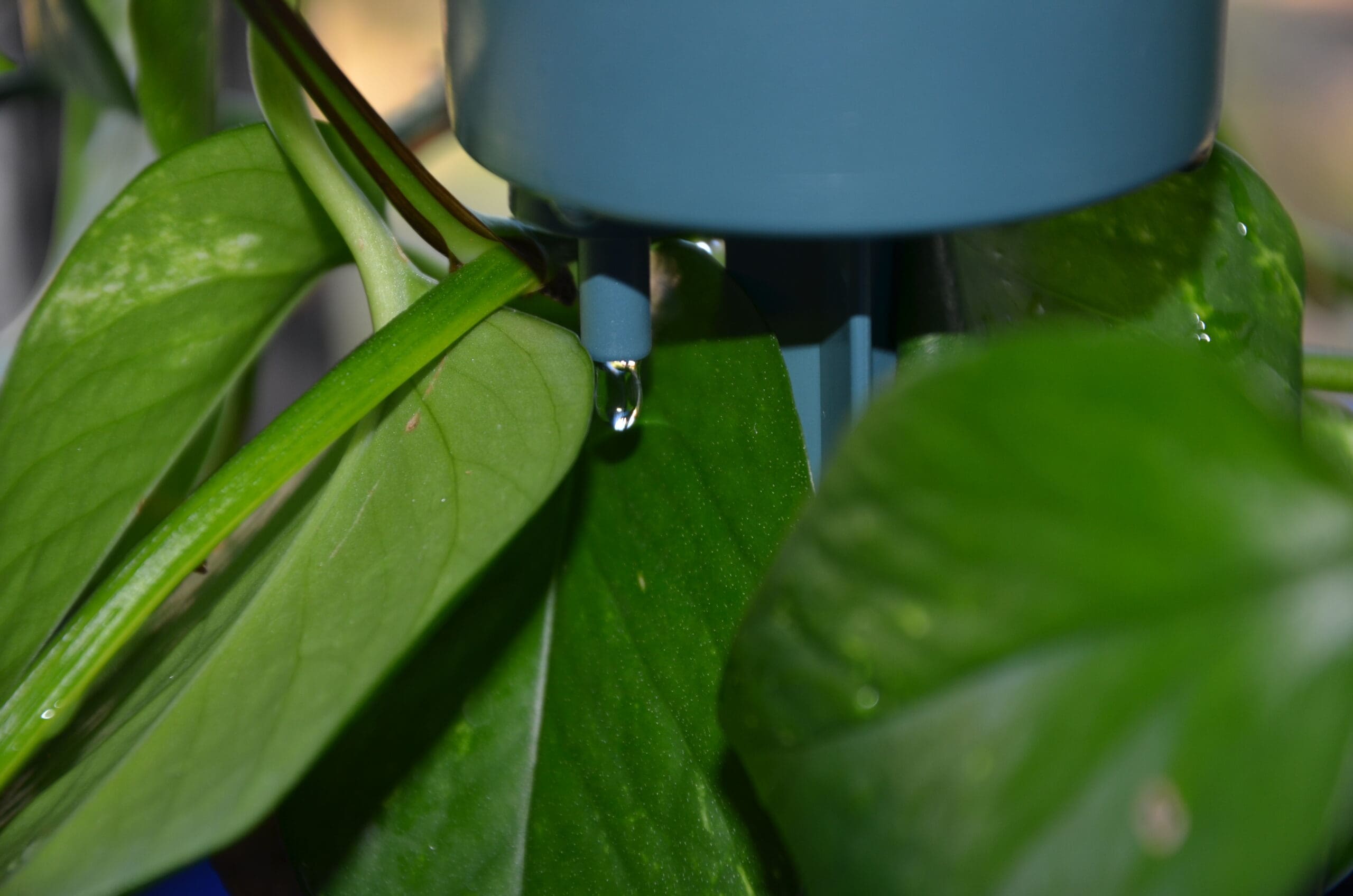automatic plant water system