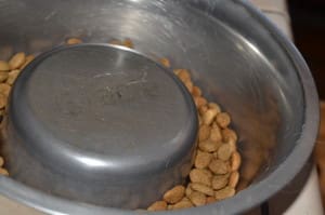 dog food bowl