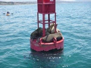 Seals in Dana Point