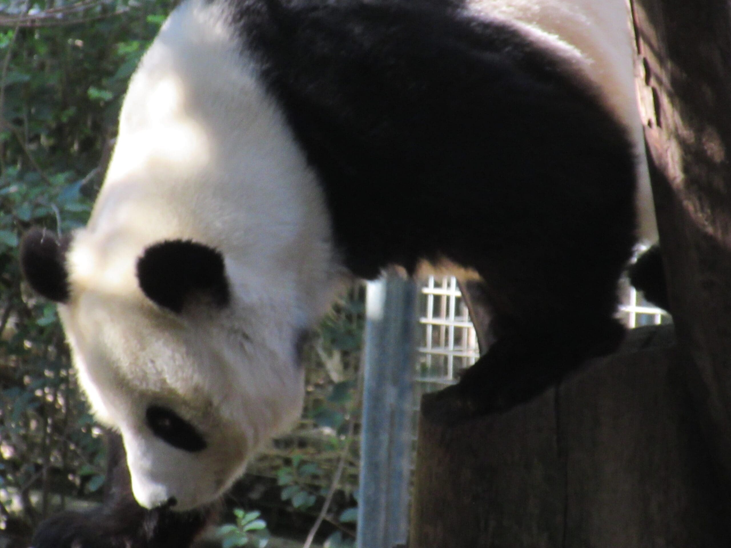 Panda bear