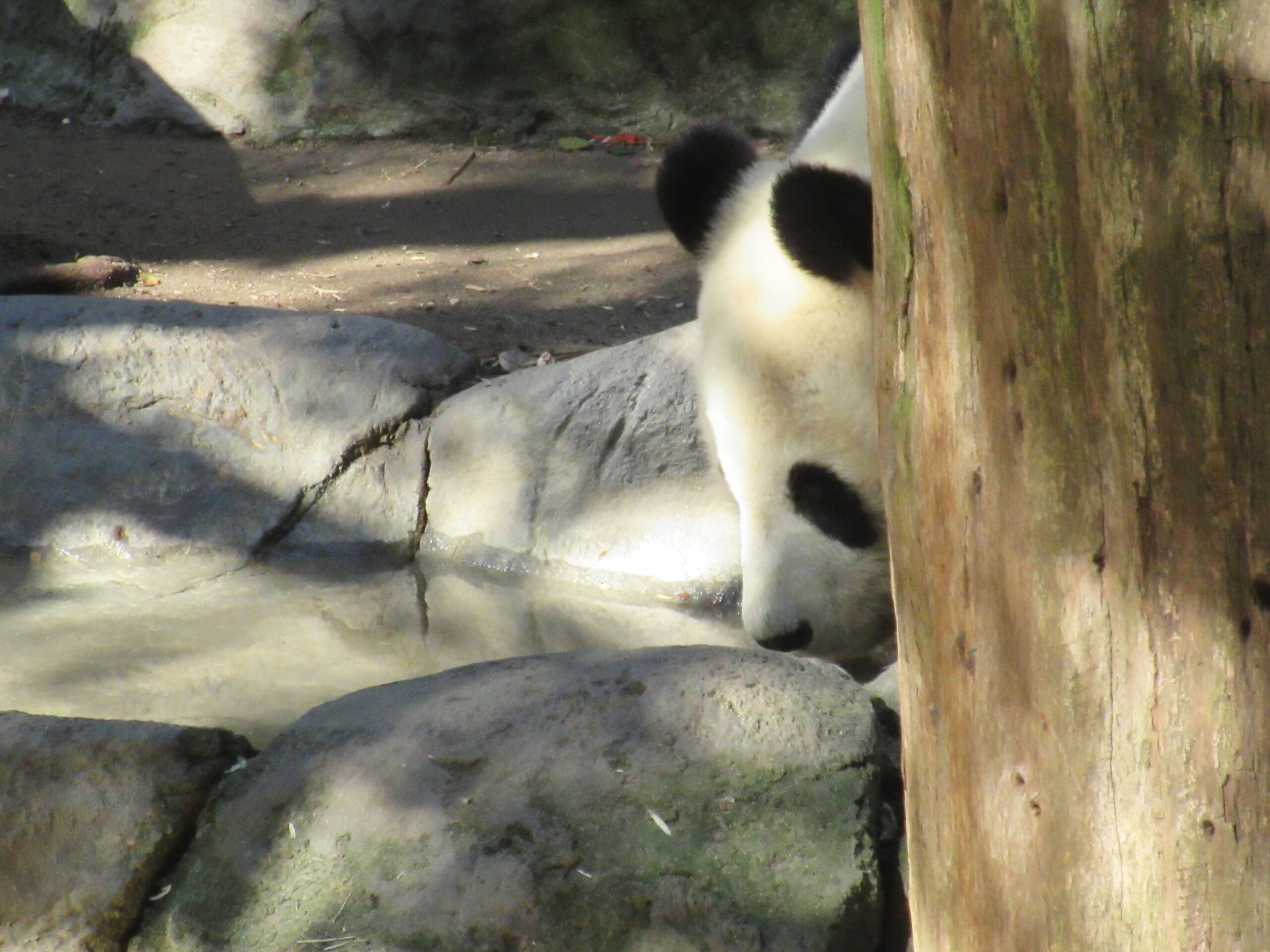 Panda bear