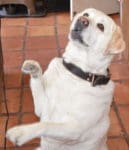 Golden lab
