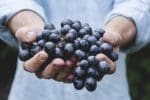Is Organic Food Really Better than Non-Organic
