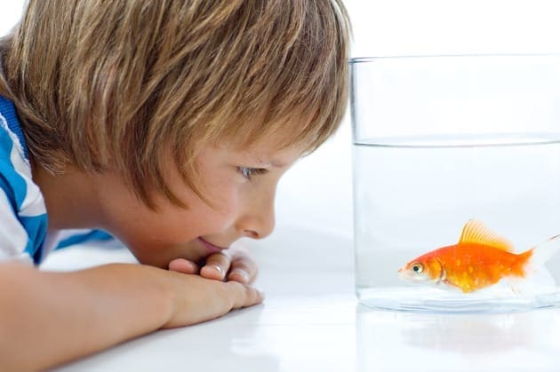 Child looking at a gold fish