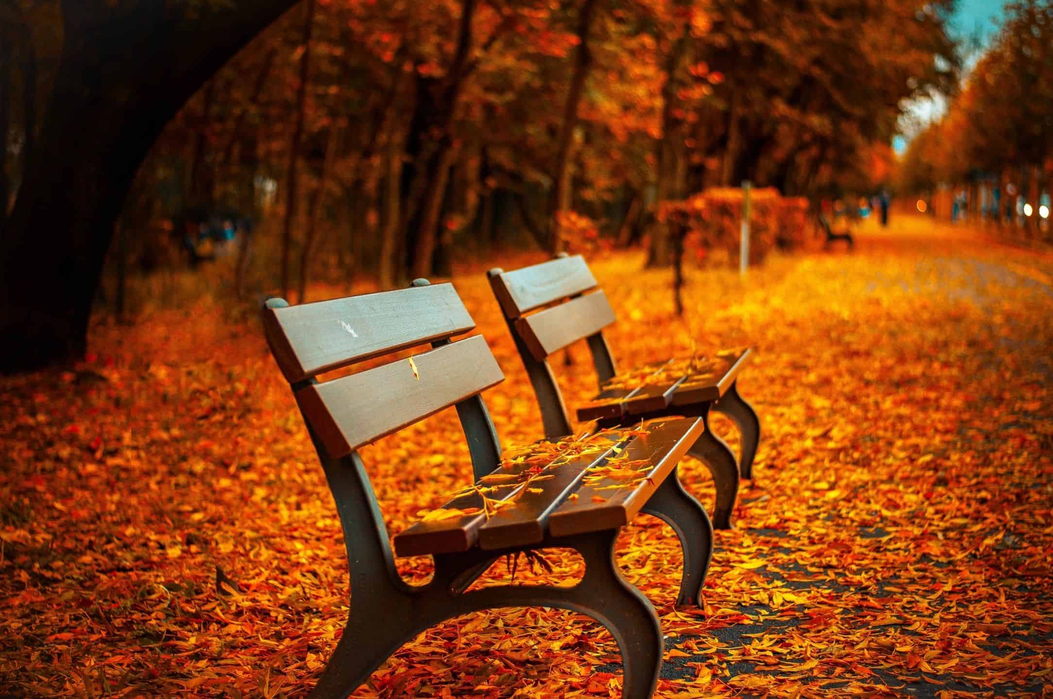 Park bench in the fall