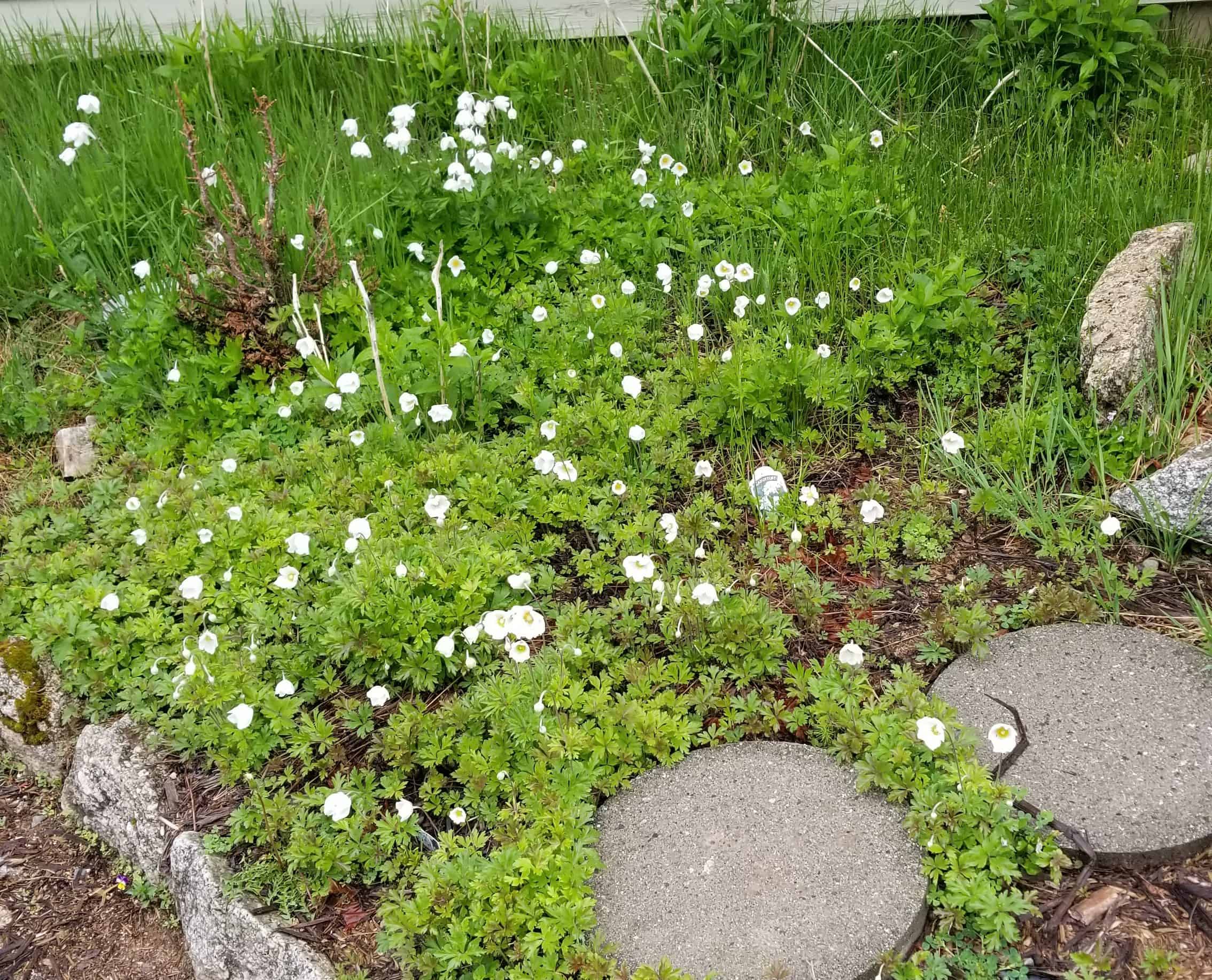 Pretty white flowers in Sandpoint Idaho
