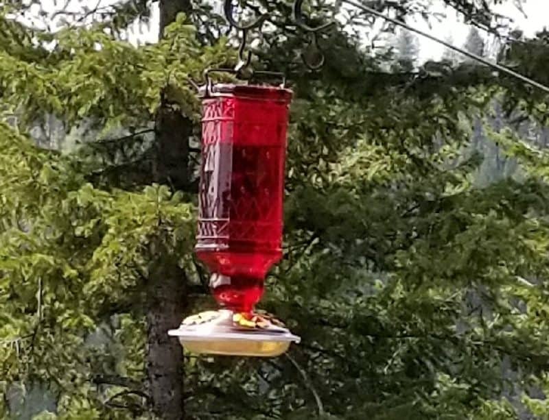 happy sunday hummingbird feeder