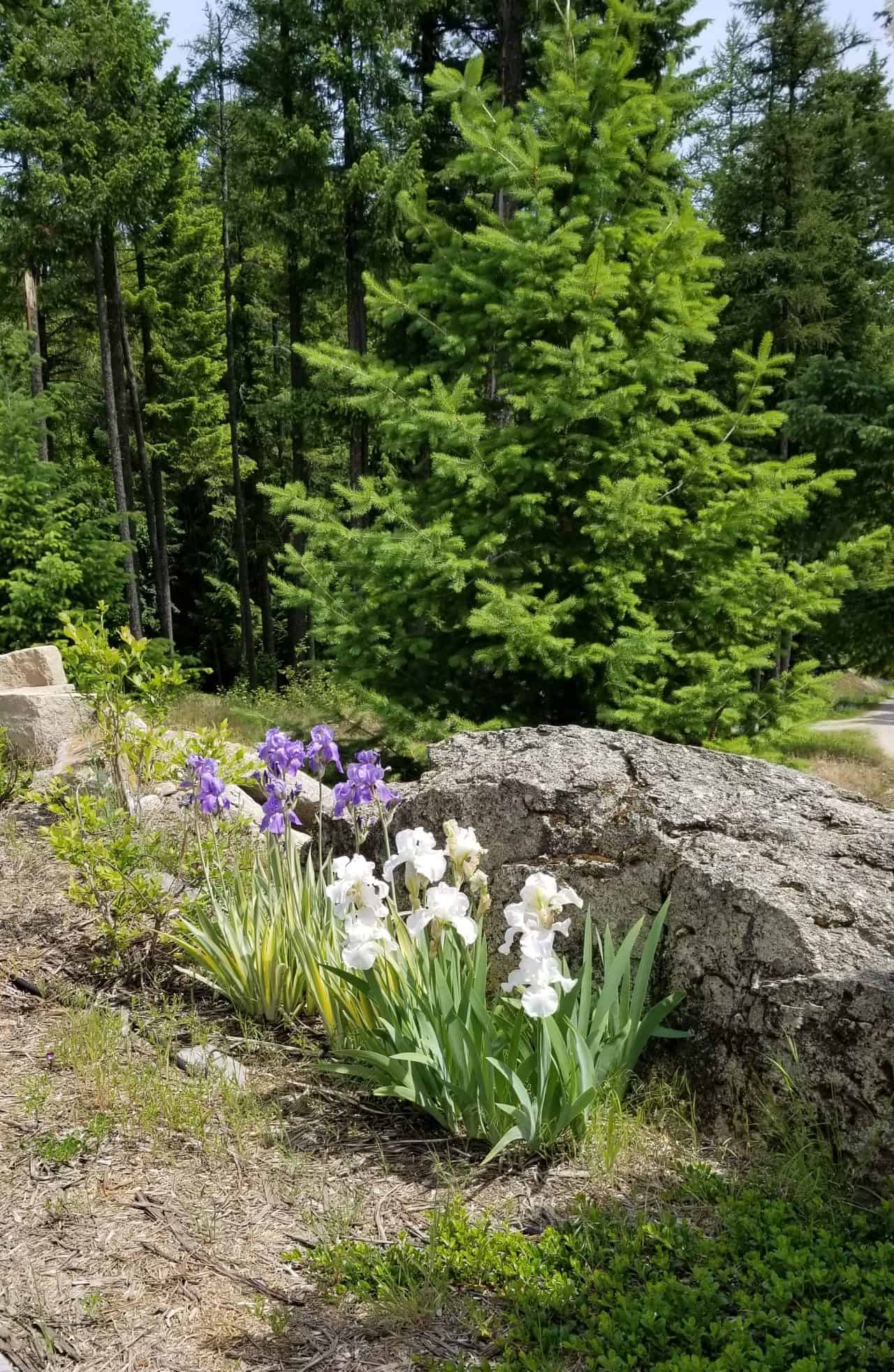 My garden in Sandpoint Idaho
