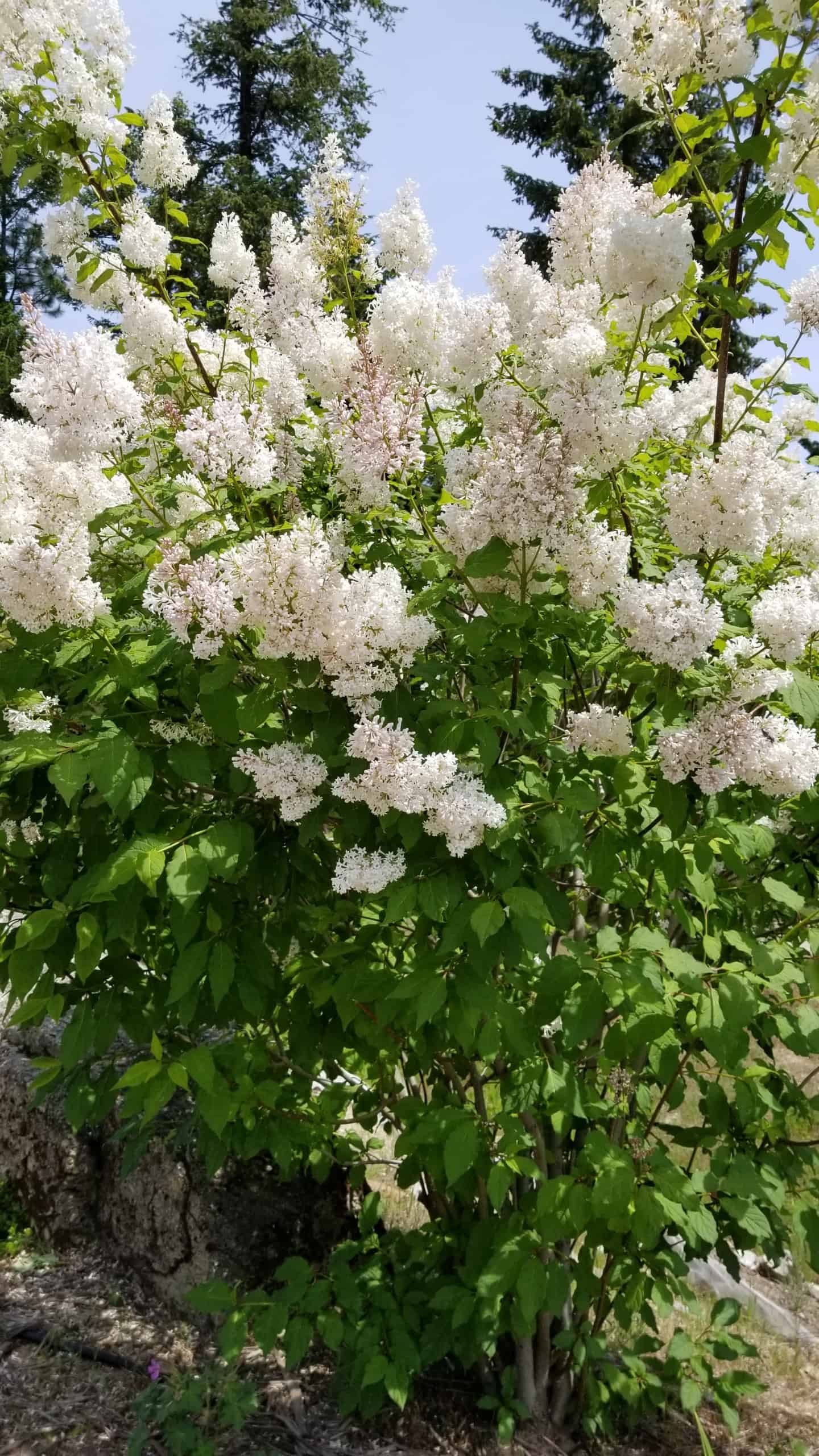 My garden in Sandpoint Idaho