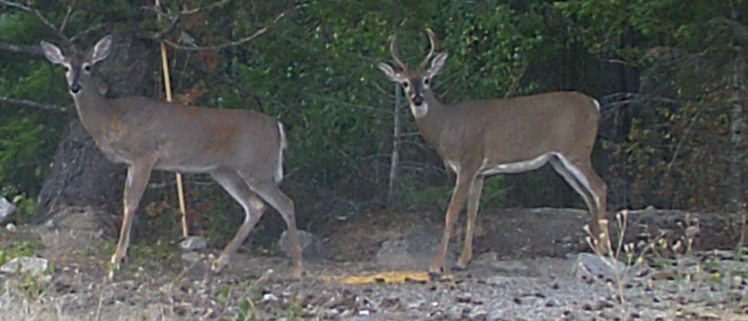 Bucks in Sandpoint Idaho