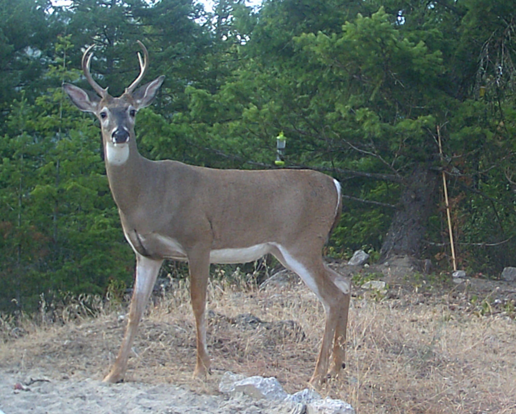 Buck in Sandpoint Idaho