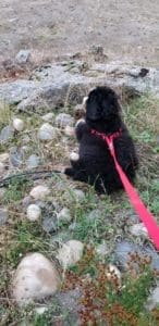 Keeping Your Dog Safe with a leash Bernese mountain dog