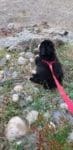 Keeping Your Dog Safe with a leash Bernese mountain dog. Keeping Your Dog Safe