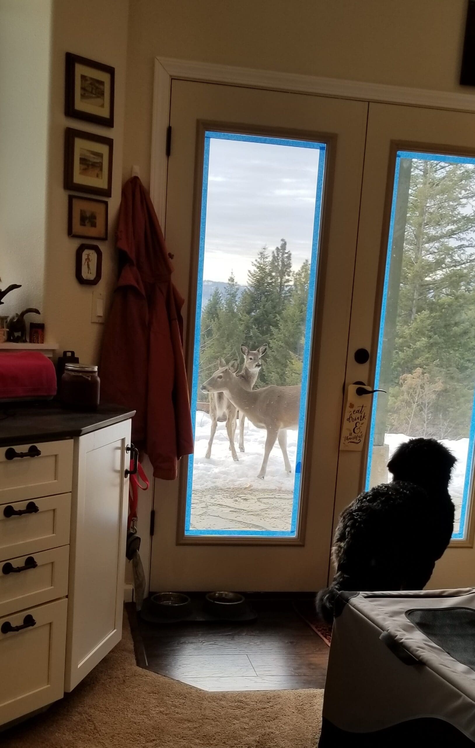 Deer at my door