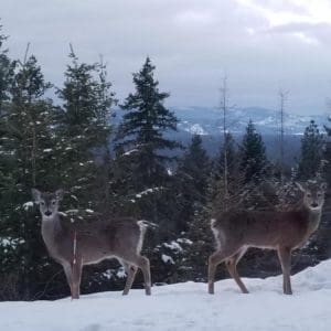 Deer in Sandpoint Idaho Photo-A-Day