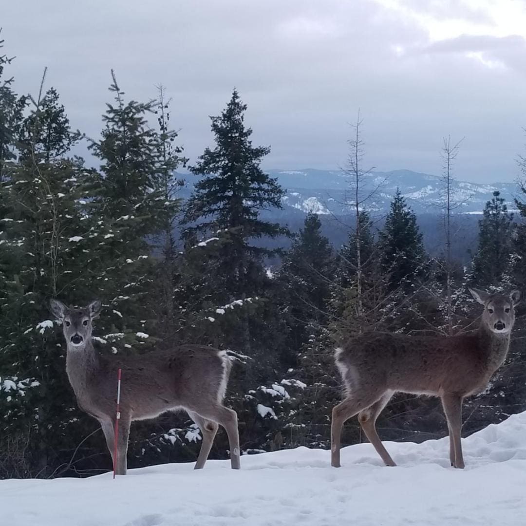 Deer in Sandpoint Idaho