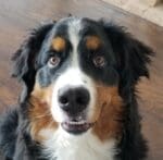 Bear the Bernese mountain dog Fall Allergies