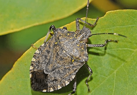 Stink Bug