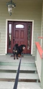 Porch with Bernese Mountain Dog Sandpoint Idaho