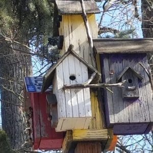 Photo-A-Day tree houses