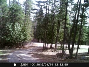 Trail cam picture