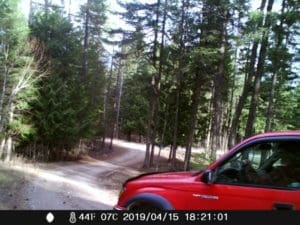 Trail cam picture