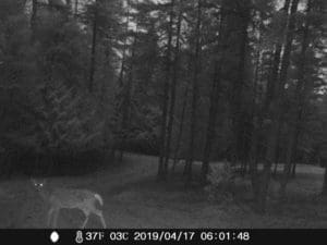 Trail Cam picture