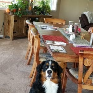 Diningroom table and bernese mountain dog