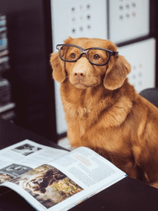 Niche Business Dog with glasses